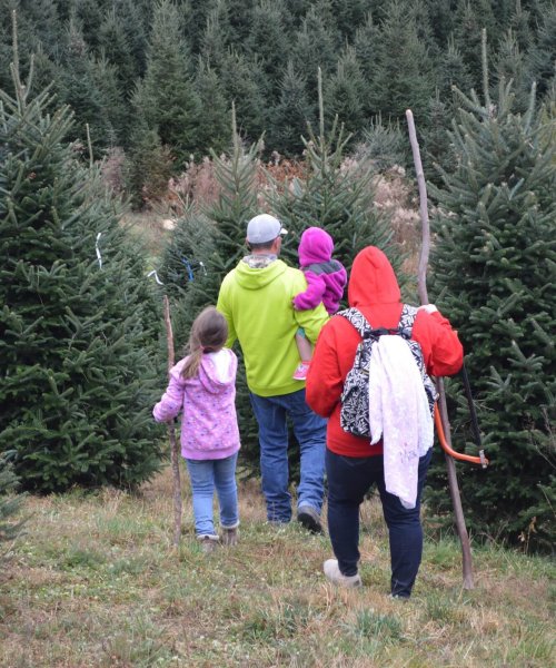 Choose & Cut Fresh Christmas Trees ⋆ Mistletoe Meadows