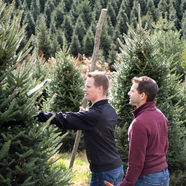 Choose & Cut Fresh Christmas Trees ⋆ Mistletoe Meadows