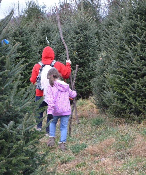 Choose & Cut Fresh Christmas Trees ⋆ Mistletoe Meadows